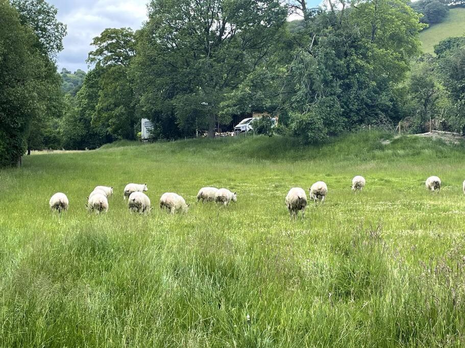 Y Felin Bed And Breakfast And Smallholding Caersws Zewnętrze zdjęcie